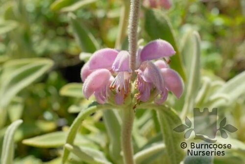 PHLOMIS italica  
